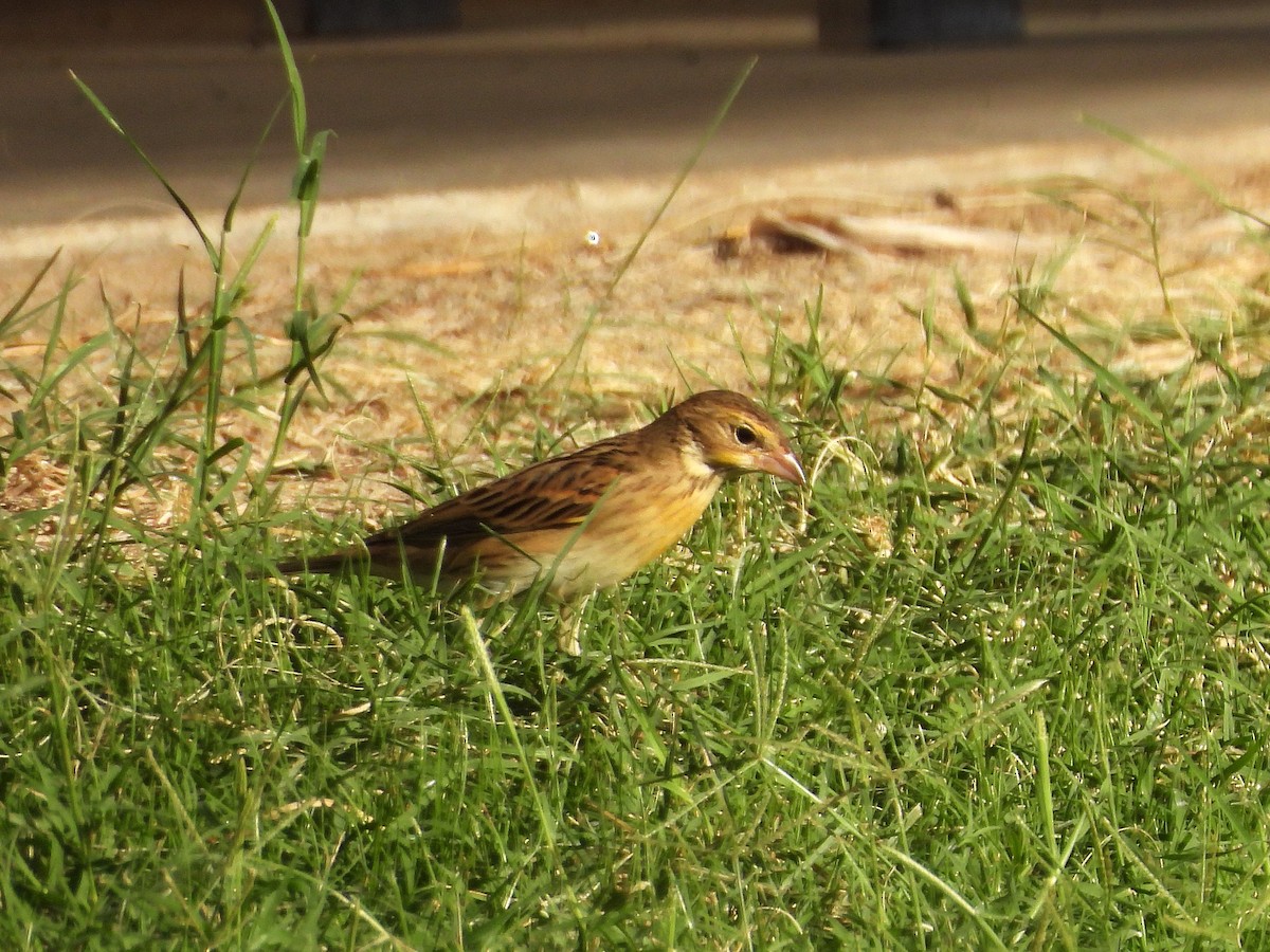 Dickcissel - ML643493029