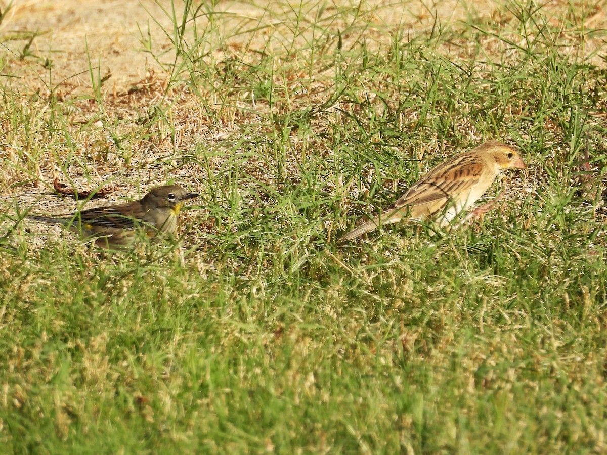 Dickcissel - ML643493031