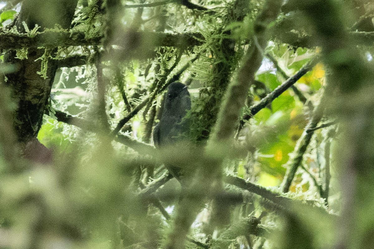Olivgrau-Ameisenvogel - ML643493032