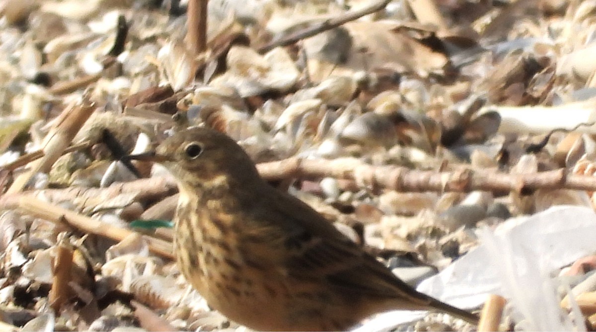 American Pipit - ML643493034