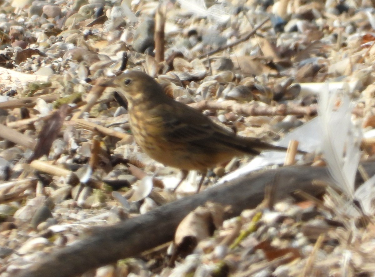 American Pipit - ML643493053