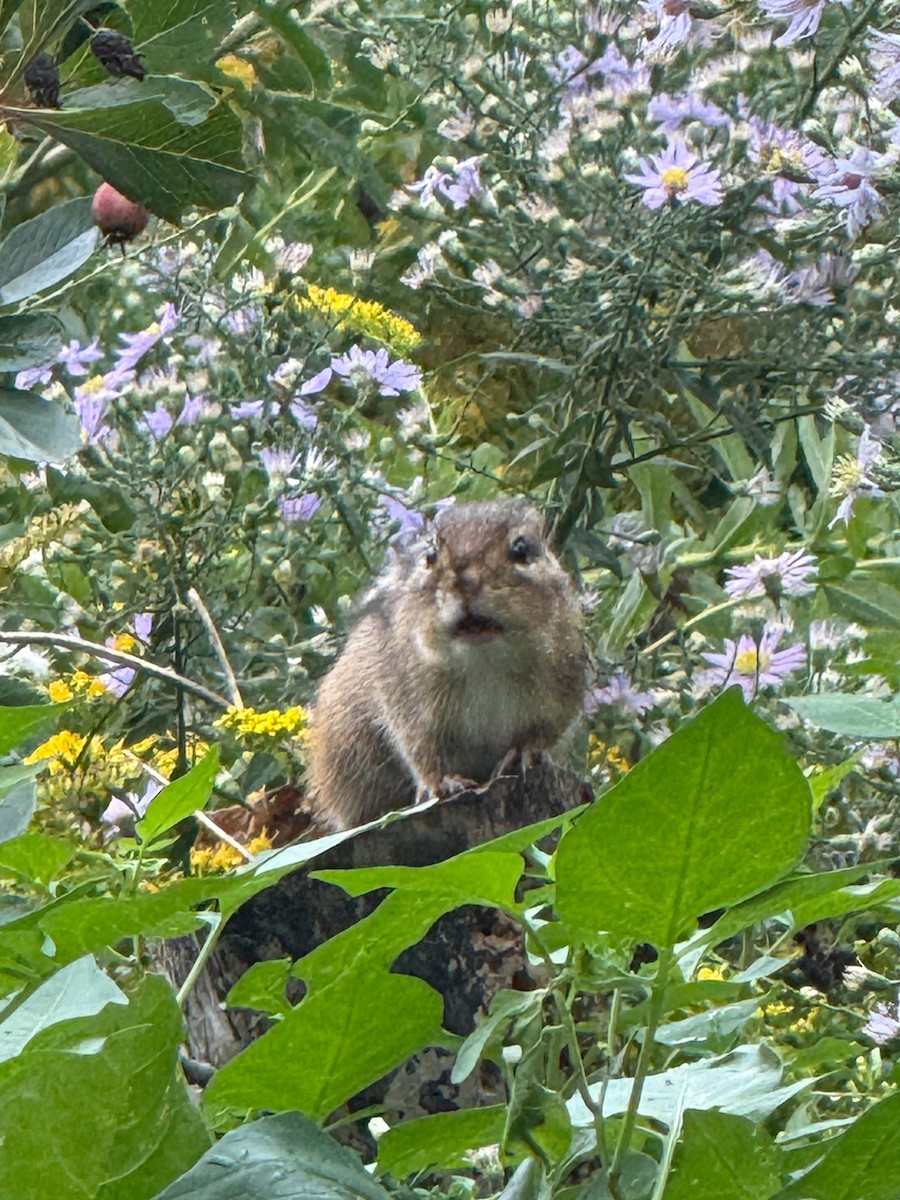Eastern Chipmunk - ML643493068