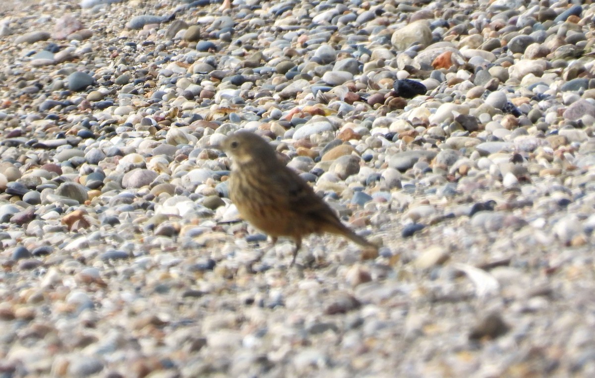 American Pipit - ML643493069