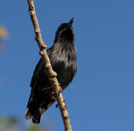 Spotless Starling - ML643493073
