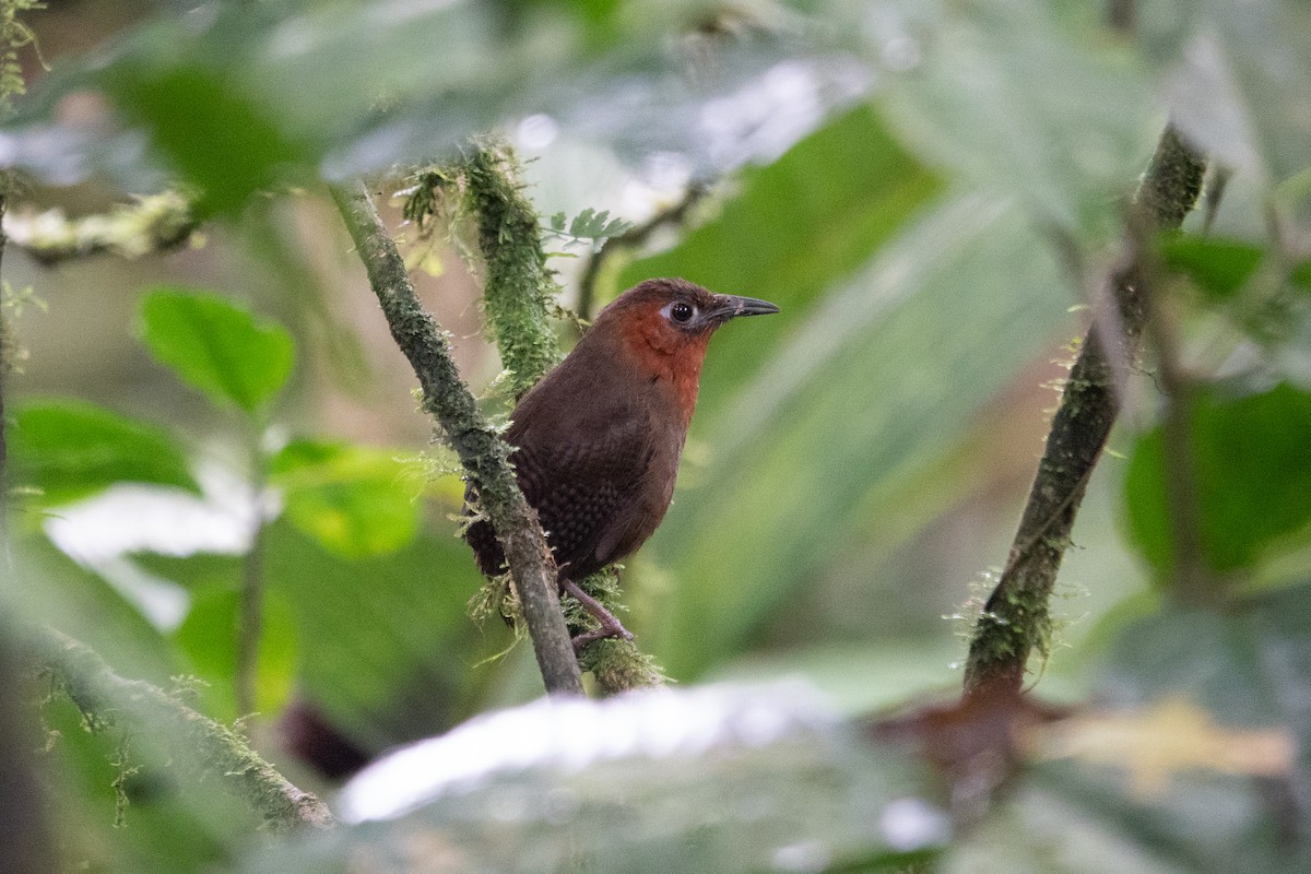 Song Wren - ML643493081