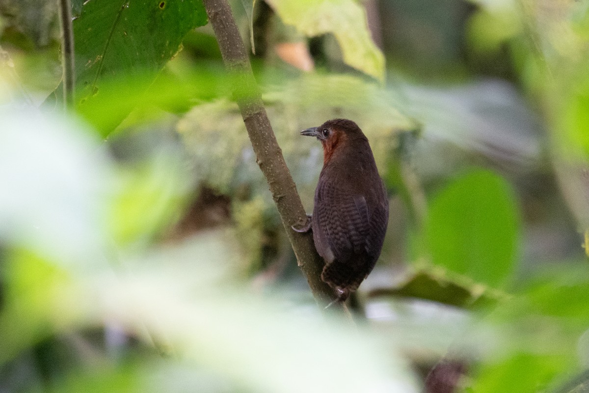Song Wren - ML643493083