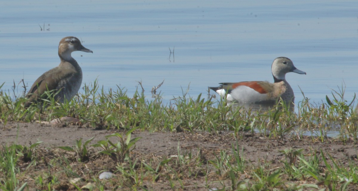 Ringed Teal - ML643493102