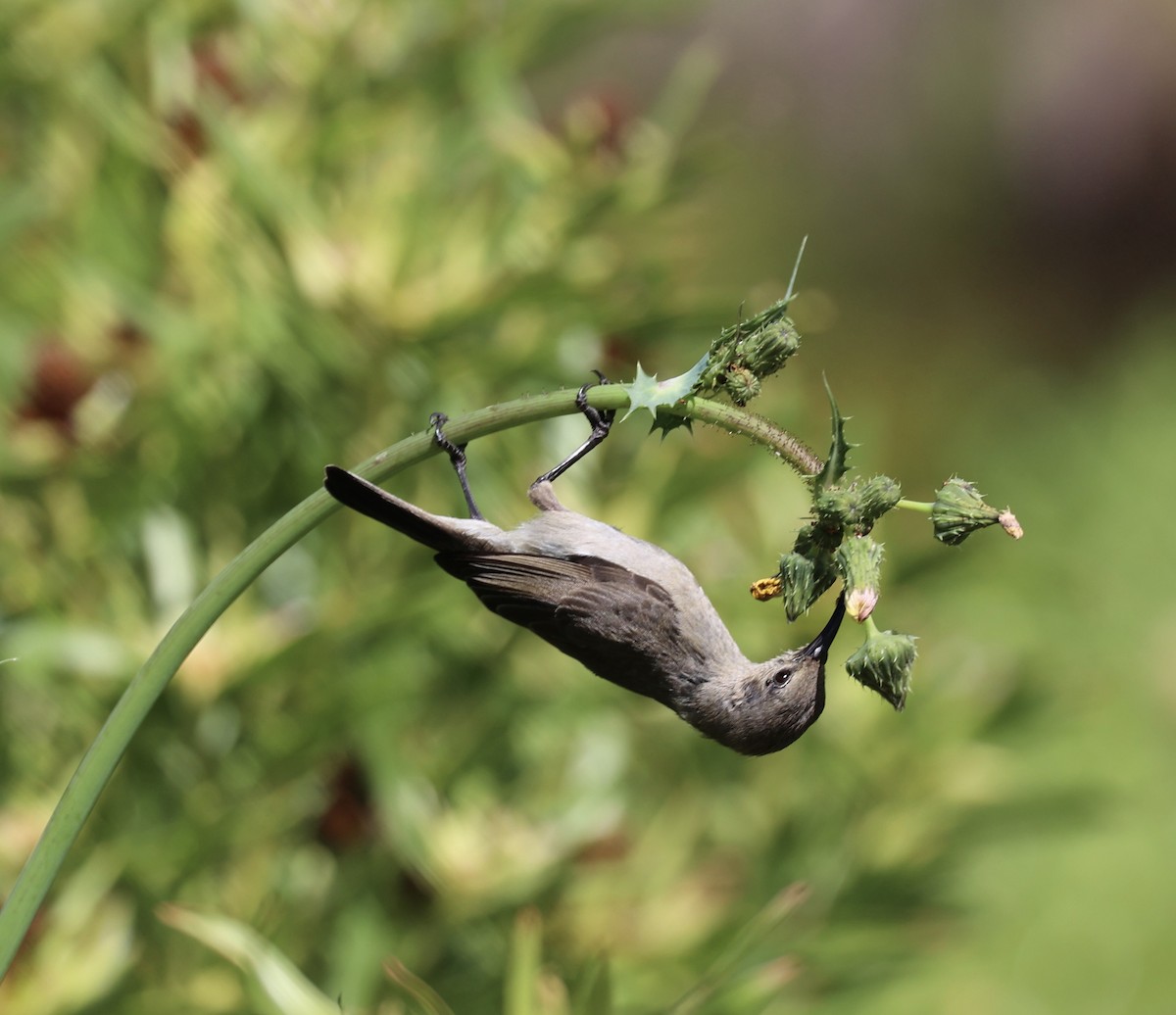 Southern Double-collared Sunbird - ML643493128