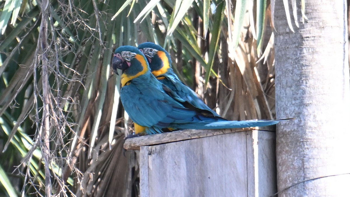 アオキコンゴウインコ - ML643493130