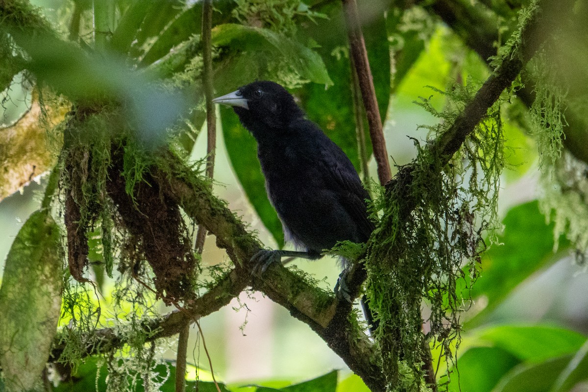 Yellow-billed Cacique - ML643493132