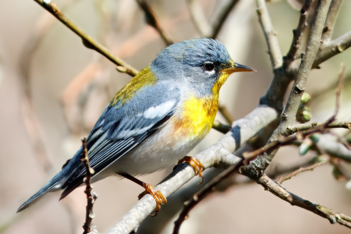 Northern Parula - ML643493175