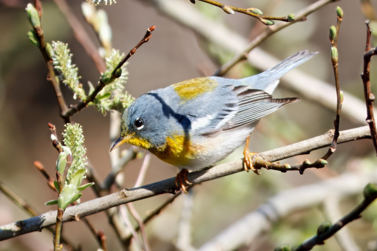 Northern Parula - ML643493176