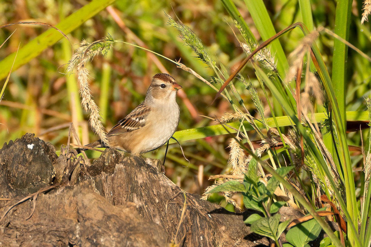 White-crowned Sparrow - ML643493189
