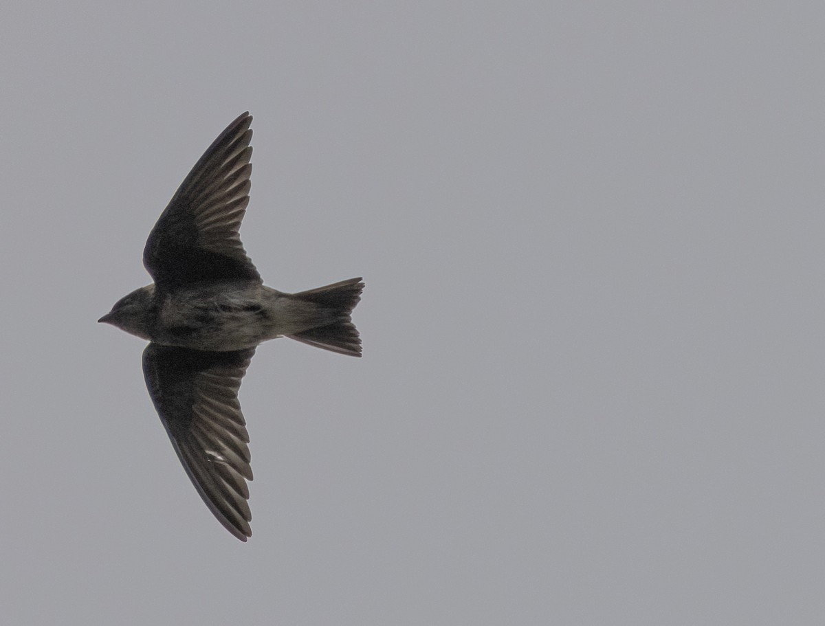 Purple Martin - ML643493197