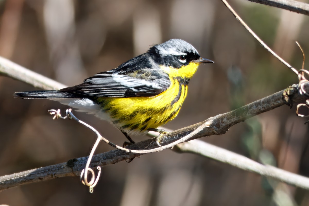 Magnolia Warbler - ML643493221
