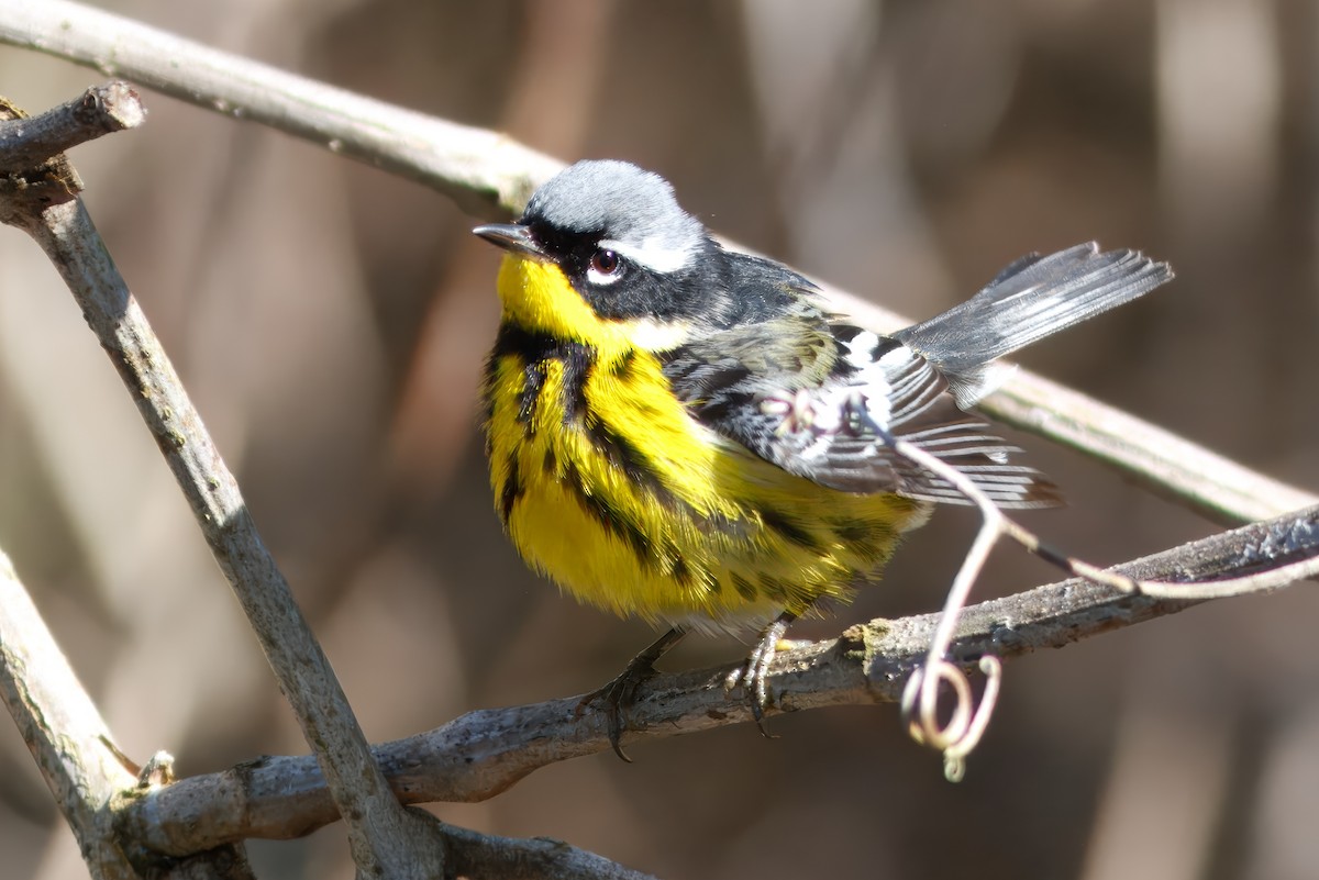 Magnolia Warbler - ML643493222