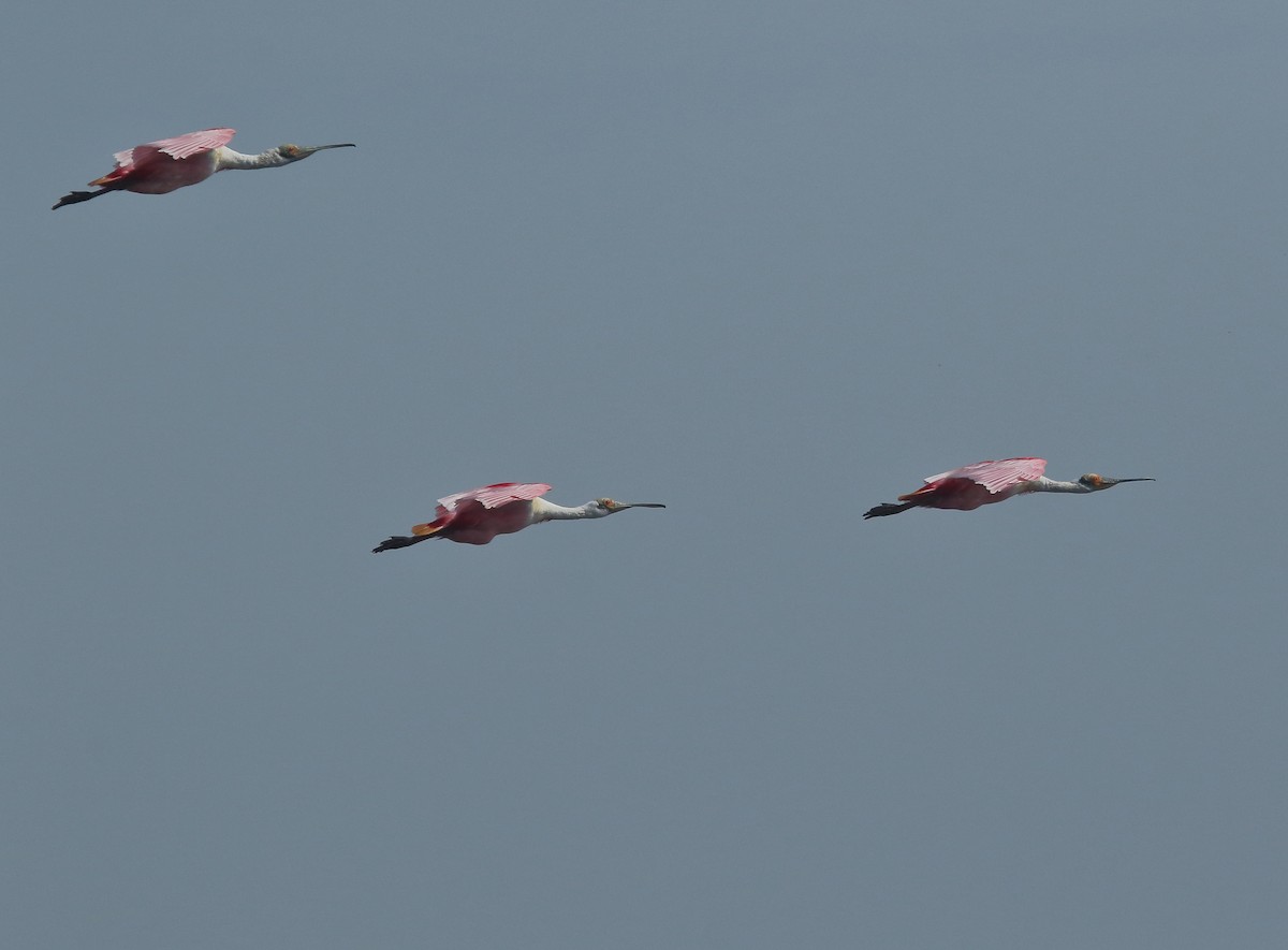 Roseate Spoonbill - ML643493230