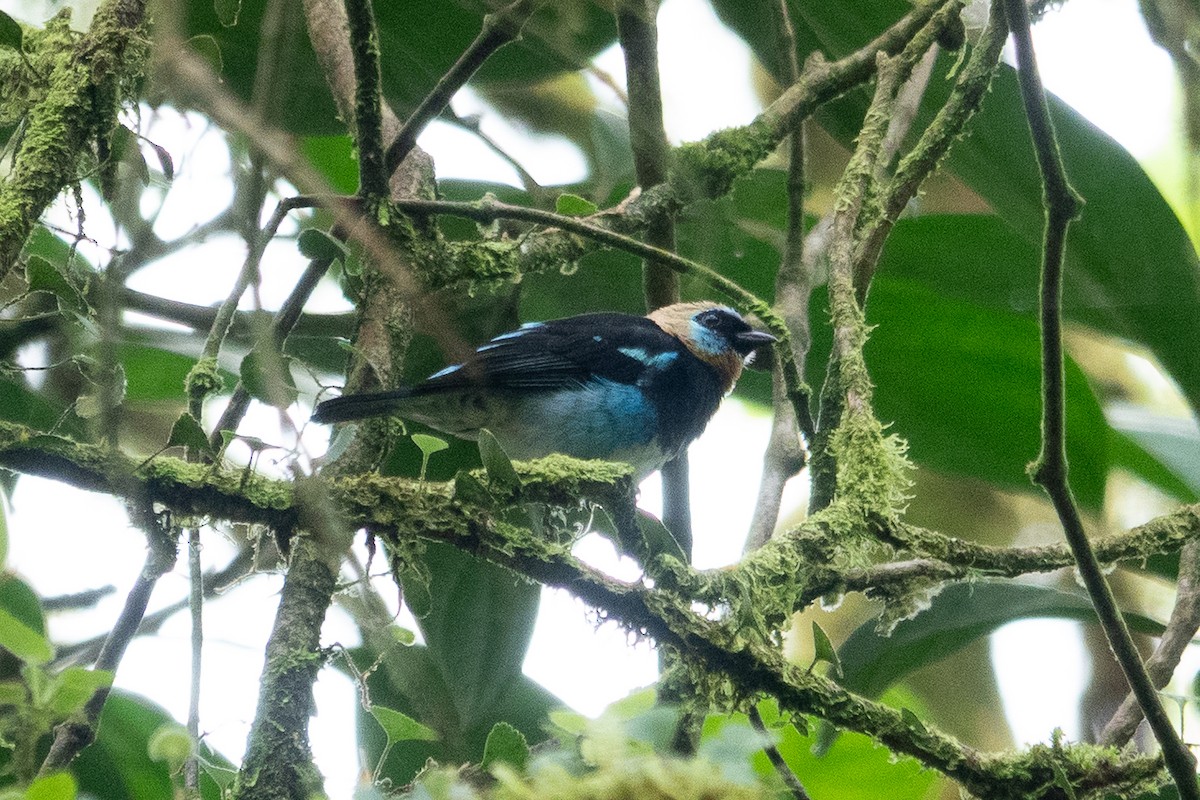 Golden-hooded Tanager - ML643493231