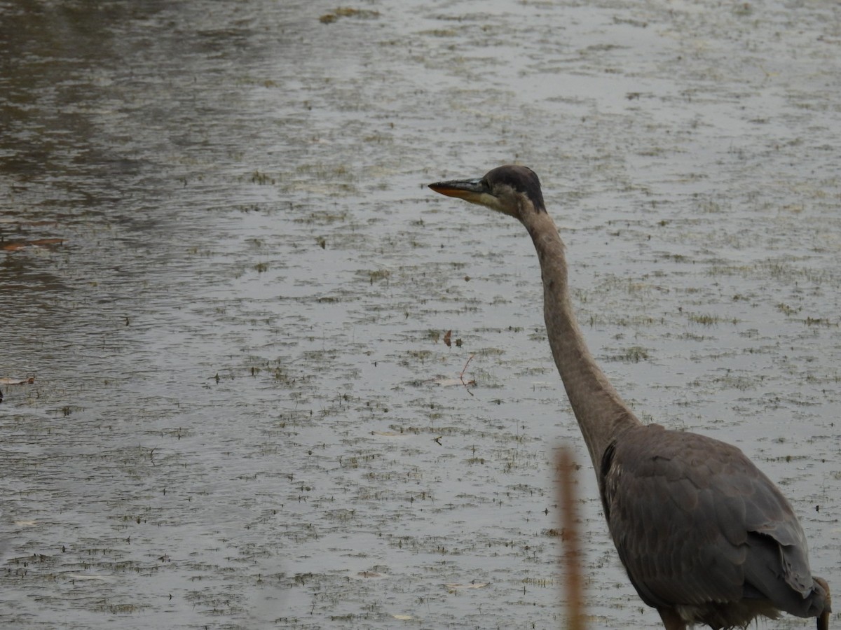 Great Blue Heron - ML643493237
