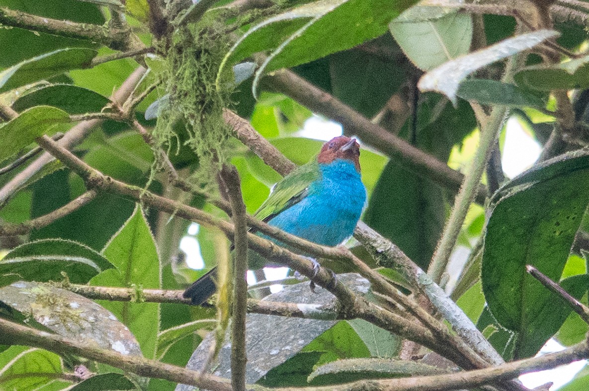 Bay-headed Tanager - ML643493239