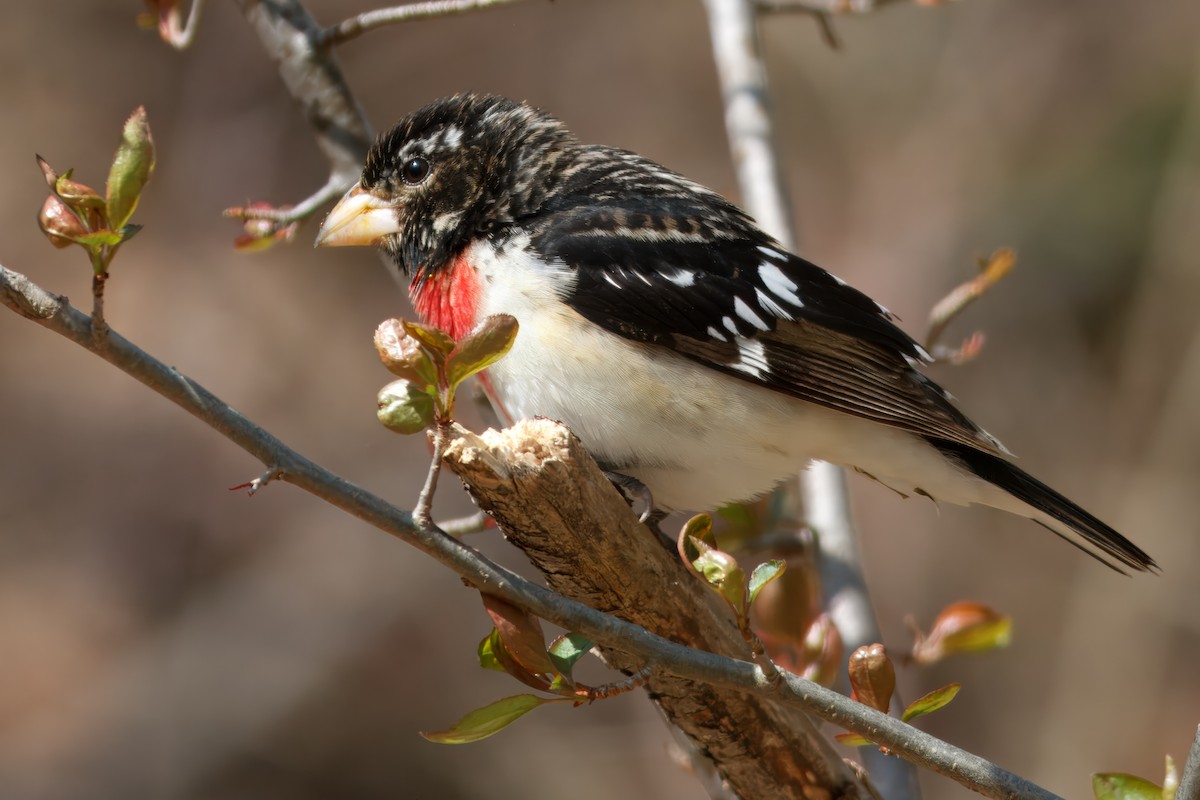 Rose-breasted Grosbeak - ML643493254