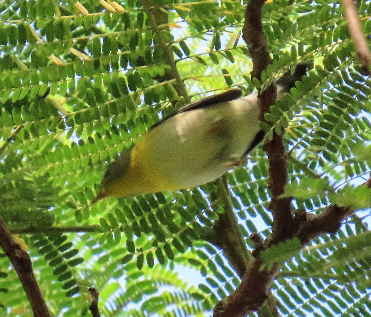 Northern Parula - ML643493275