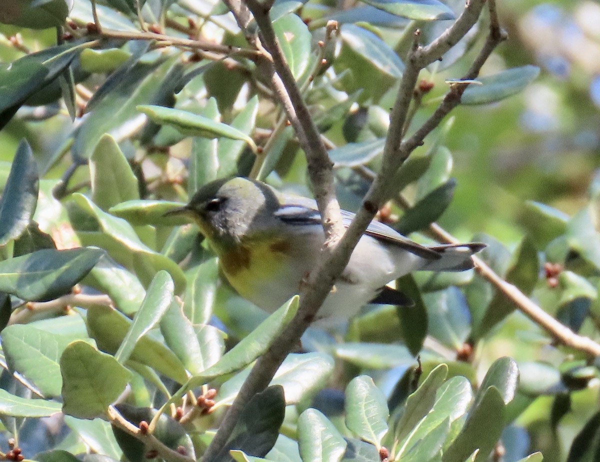 Northern Parula - ML643493276