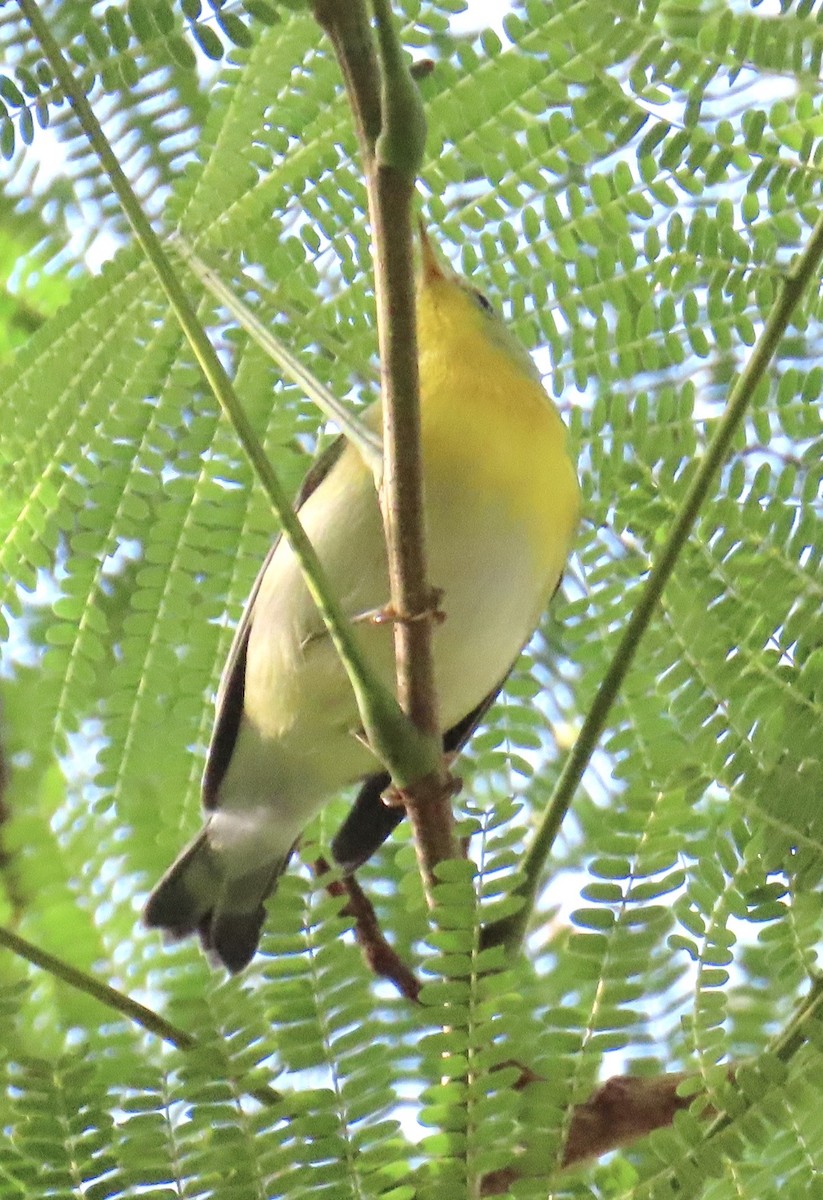 Northern Parula - ML643493277