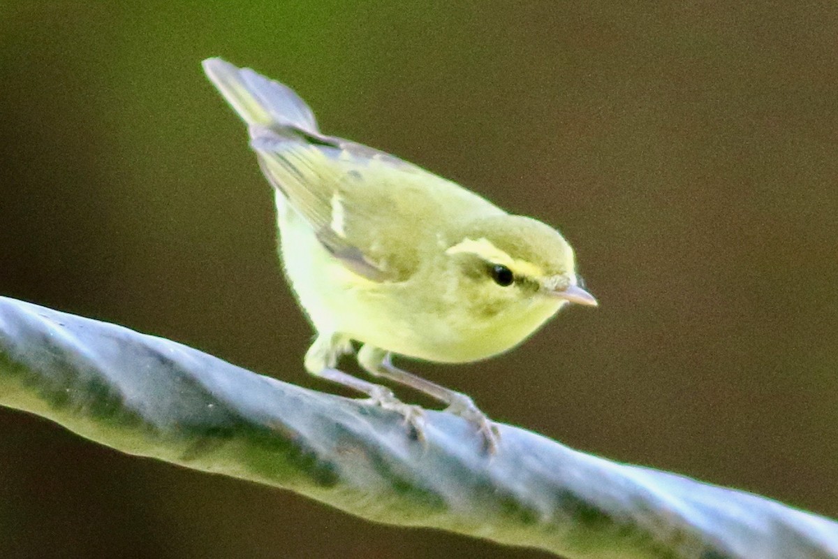 Green Warbler - ML643493283