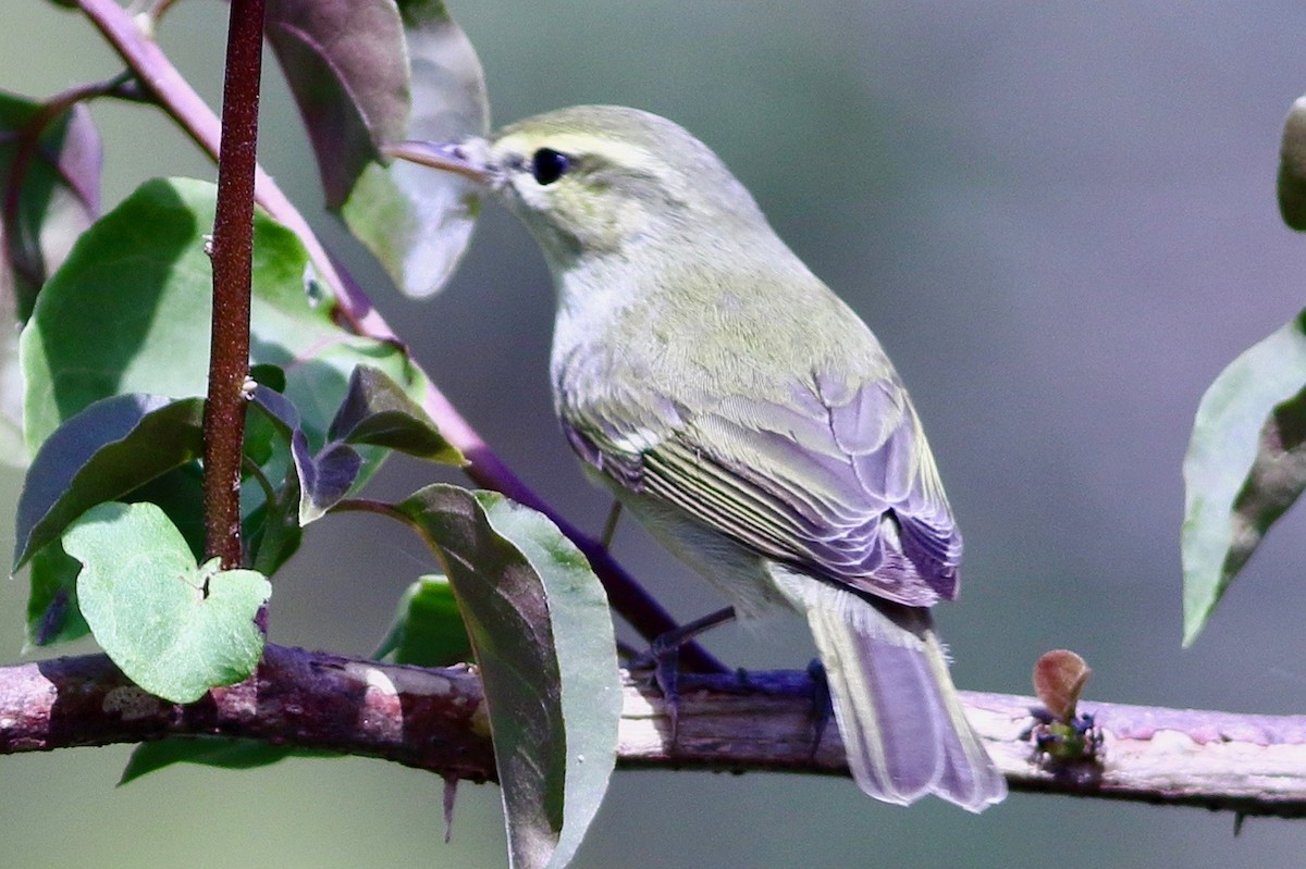 Green Warbler - ML643493284