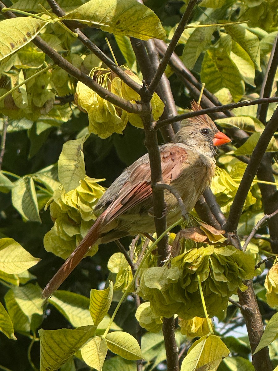Northern Cardinal - ML643493293