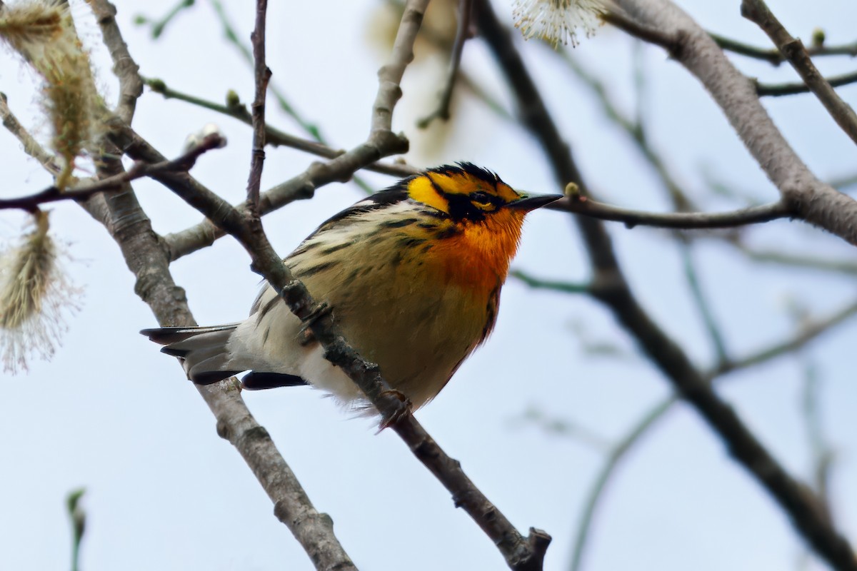 Blackburnian Warbler - ML643493302