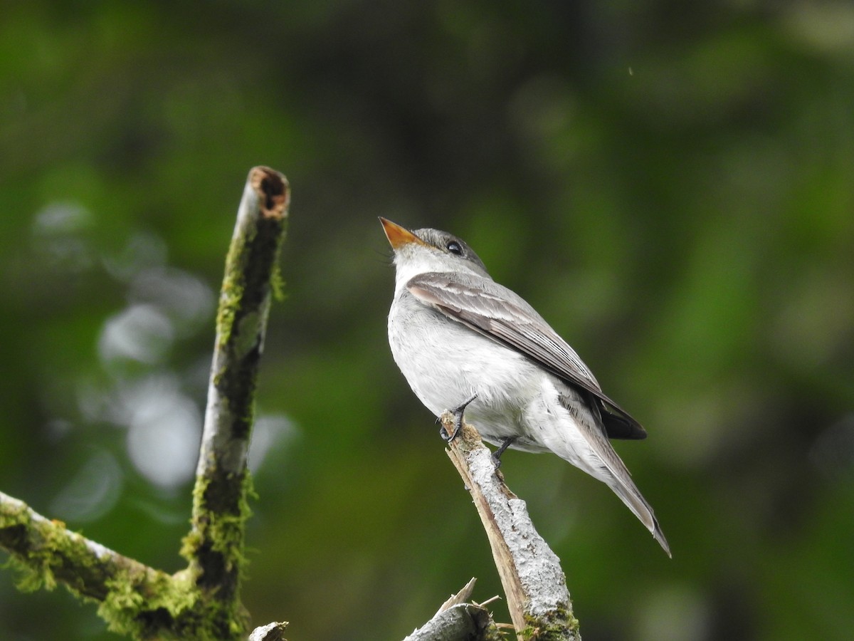 Eastern Wood-Pewee - ML643493323