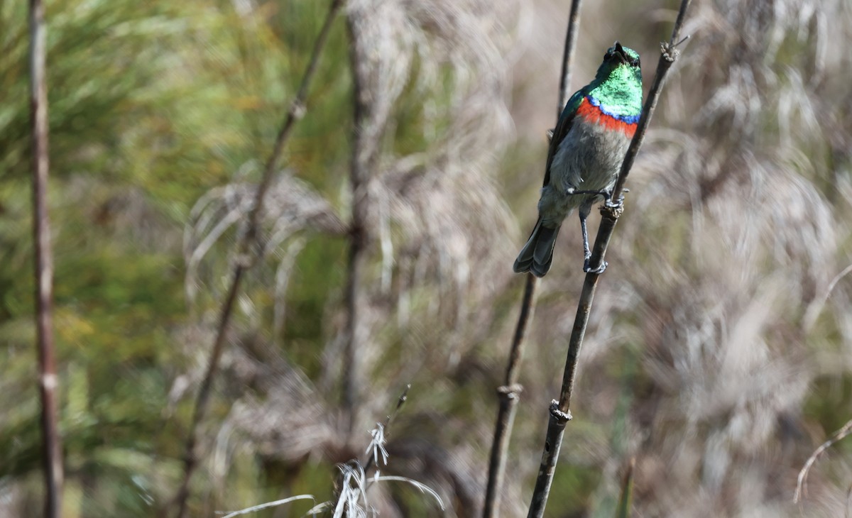 Southern Double-collared Sunbird - ML643493324