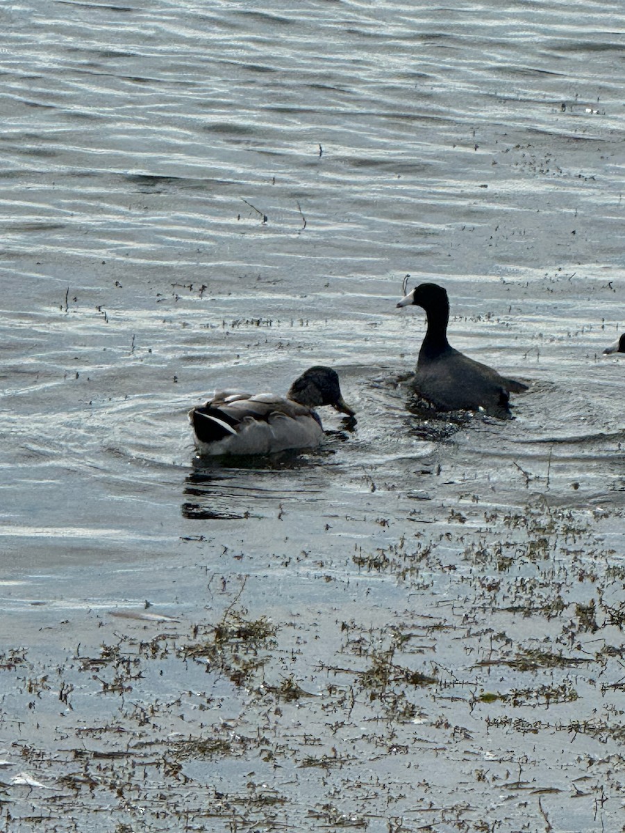 American Coot - ML643493331