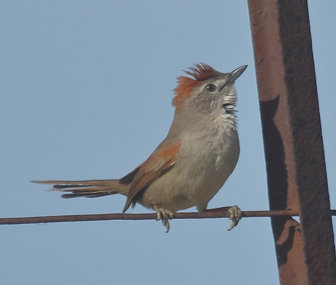 Pale-breasted Spinetail - ML643493332