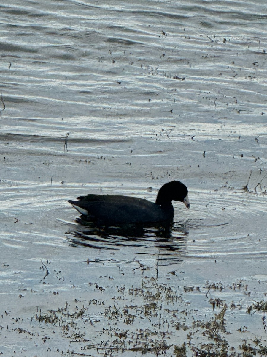 American Coot - ML643493333