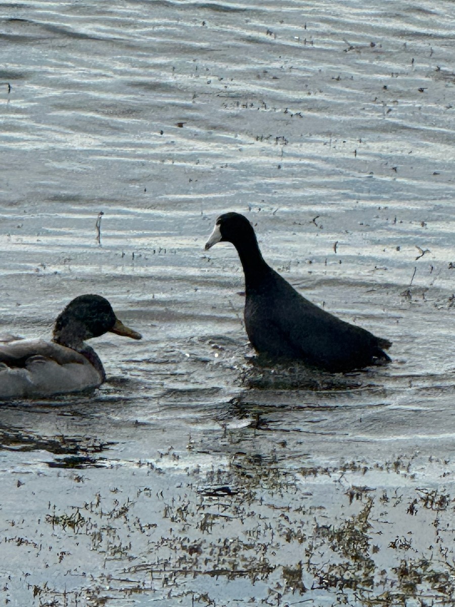 American Coot - ML643493334