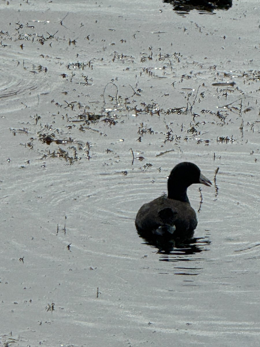 American Coot - ML643493335