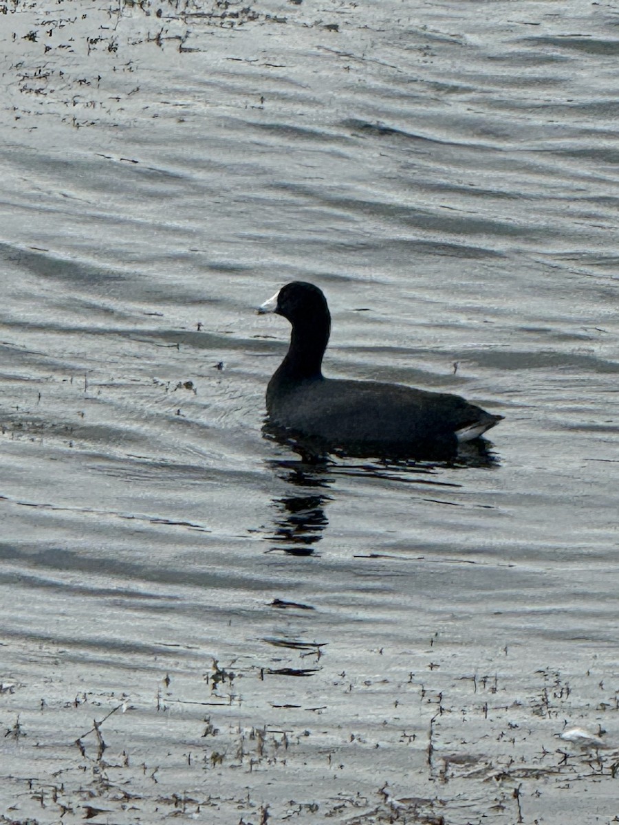 American Coot - ML643493336