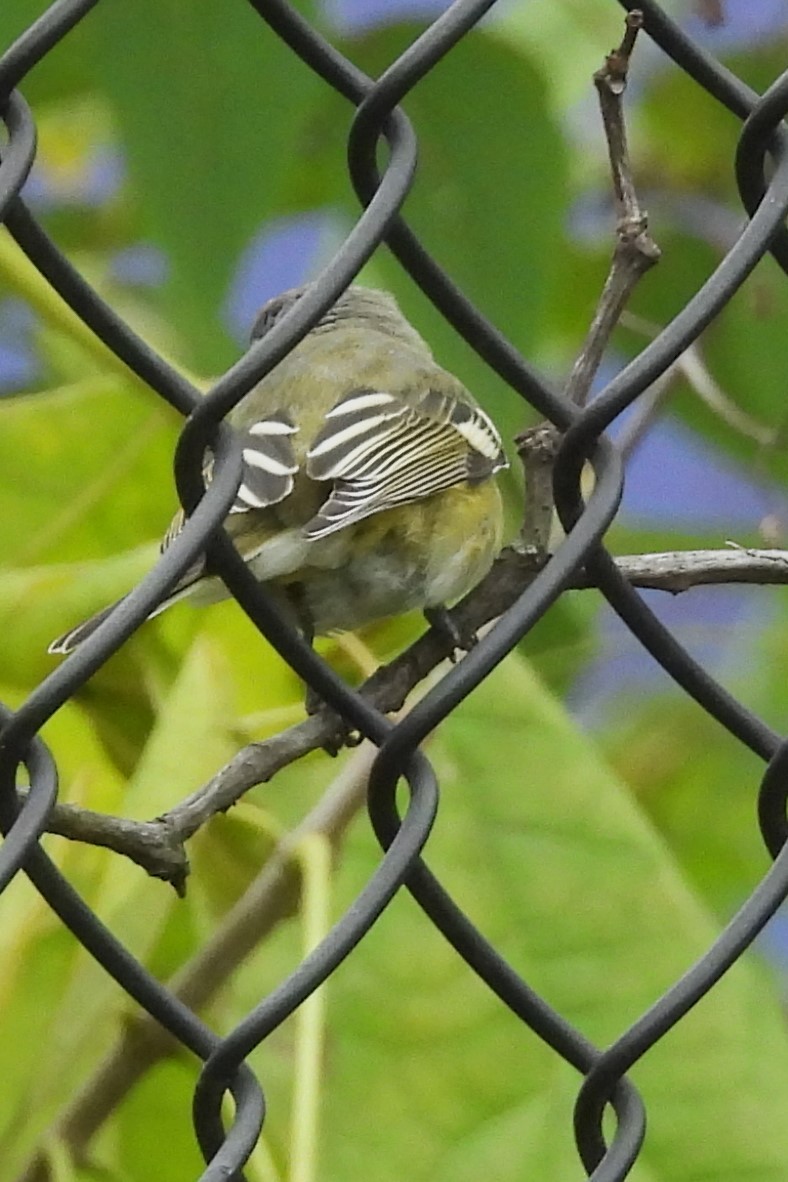 Blue-headed Vireo - ML643493337