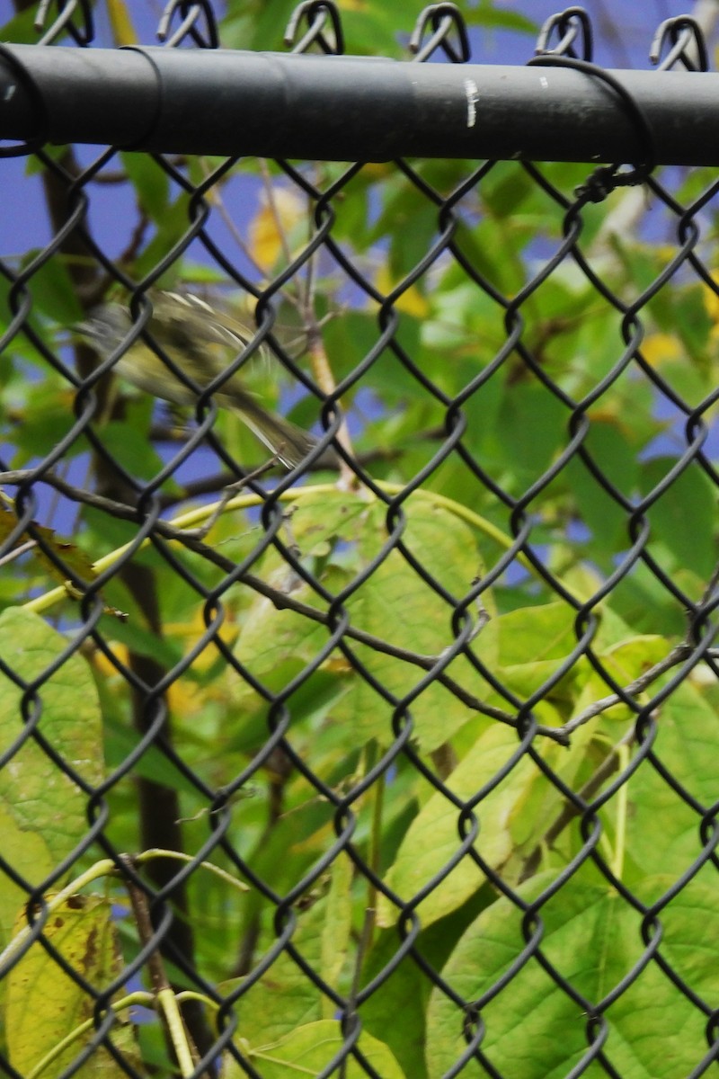 Blue-headed Vireo - ML643493338
