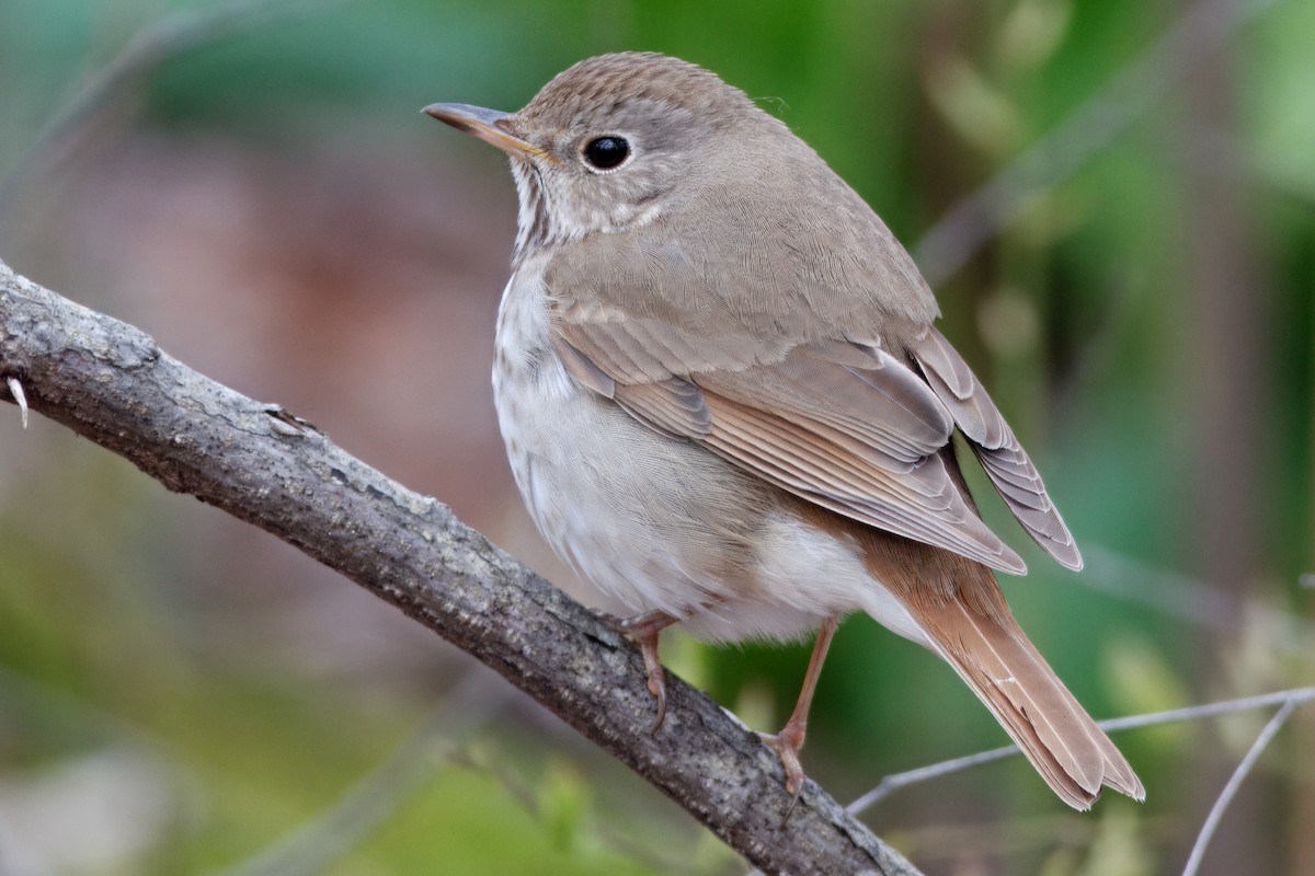 Hermit Thrush - ML643493348
