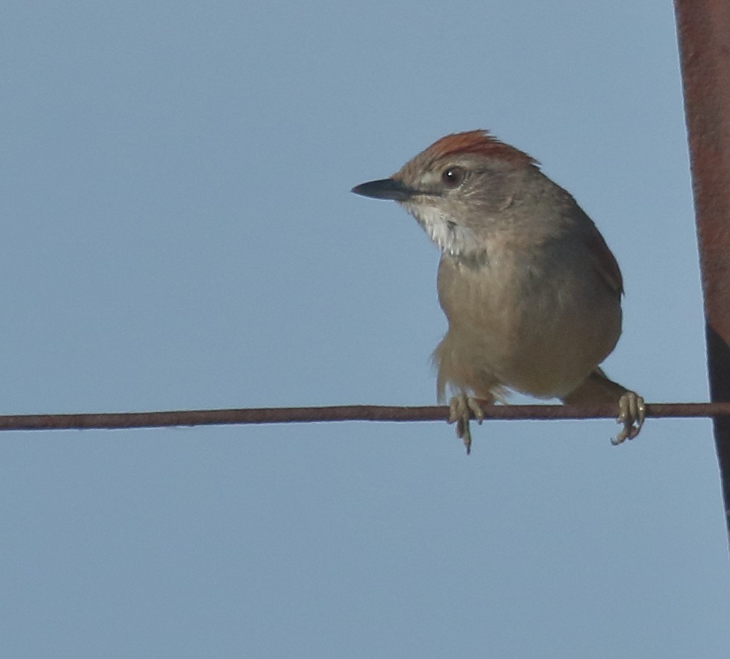 Pale-breasted Spinetail - ML643493353
