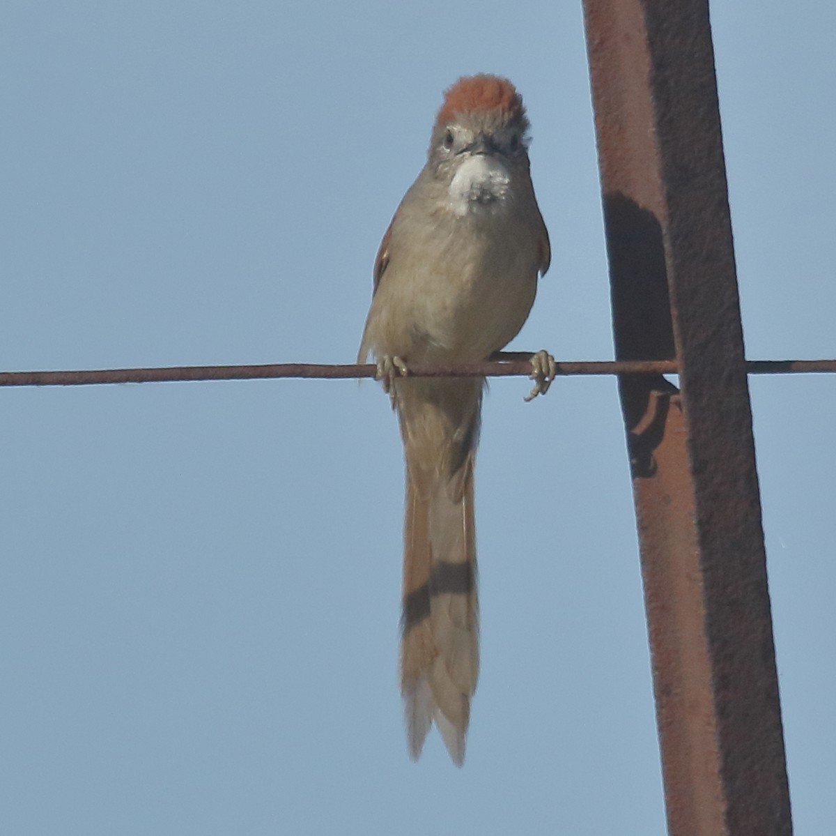 Pale-breasted Spinetail - ML643493354