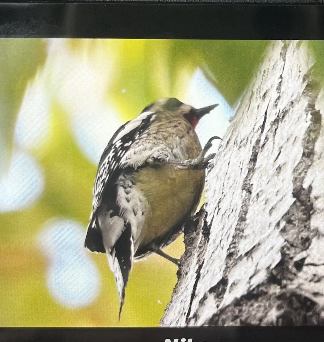 Yellow-bellied Sapsucker - ML643493358