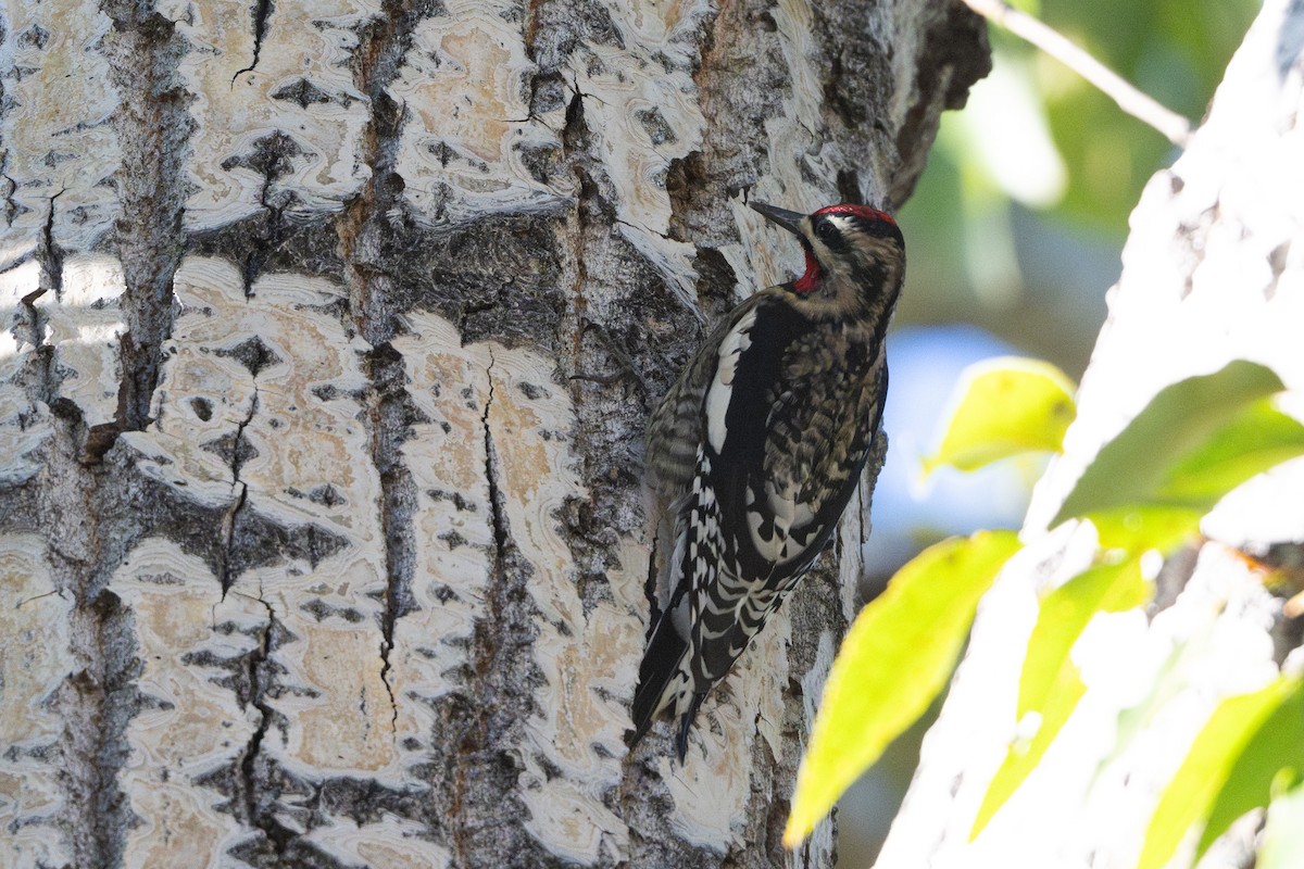 Yellow-bellied Sapsucker - ML643493361
