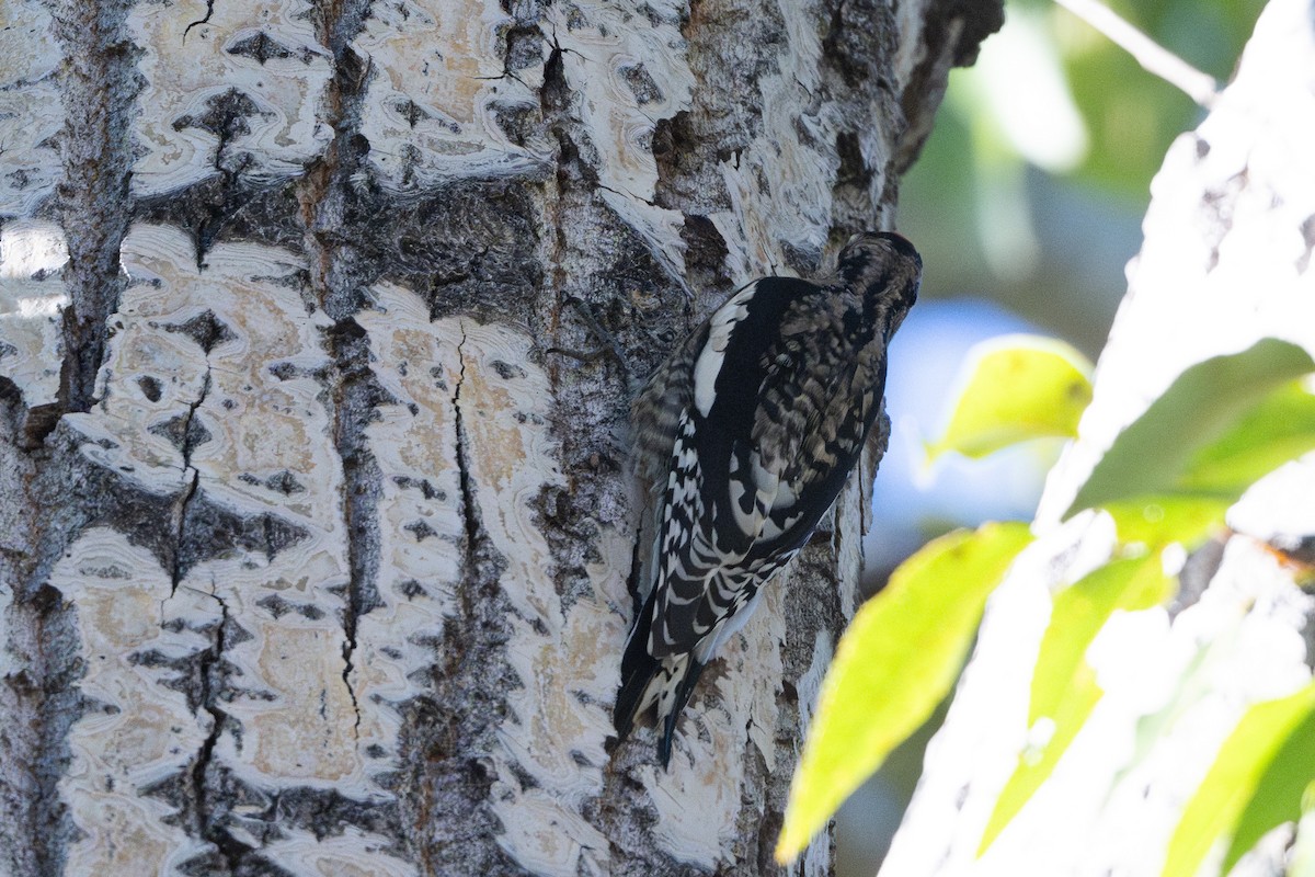Yellow-bellied Sapsucker - ML643493362