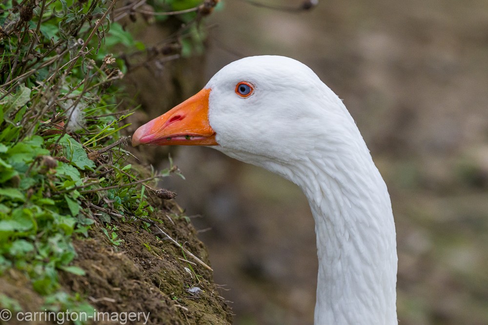 Graylag Goose - ML643493390