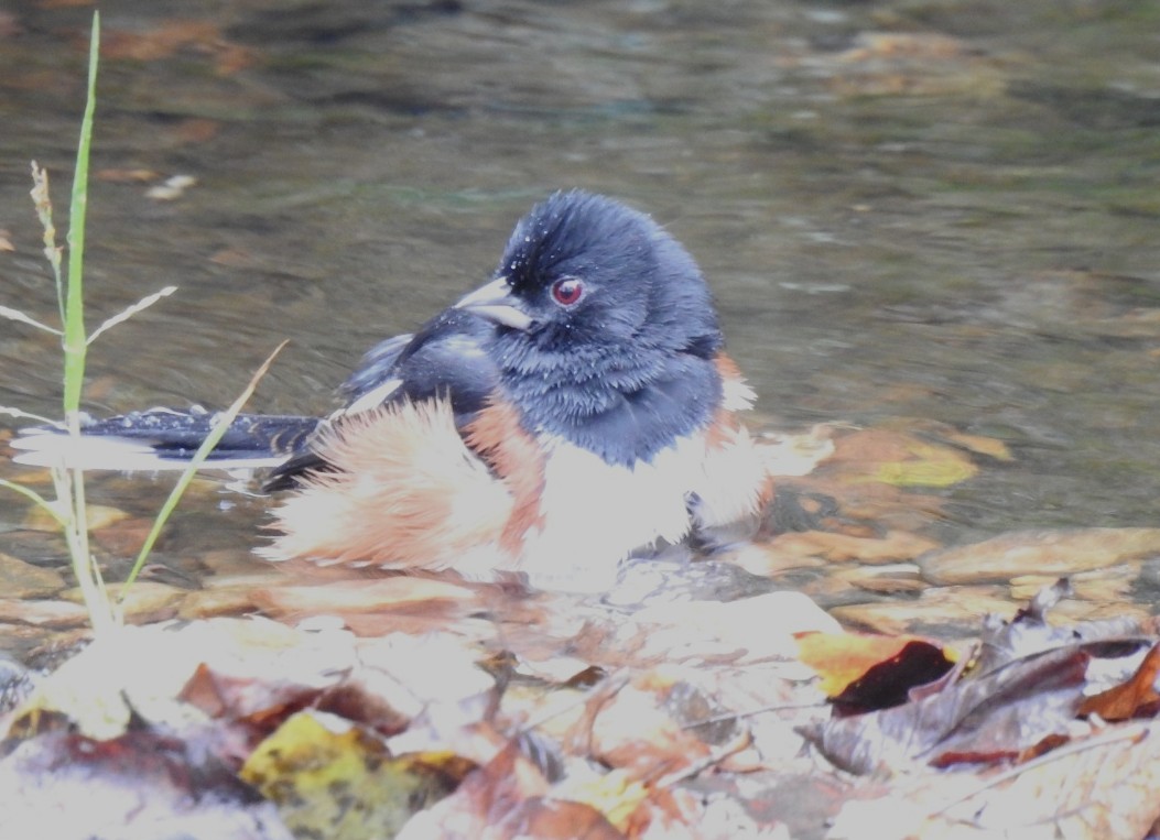 Eastern Towhee - ML643493409